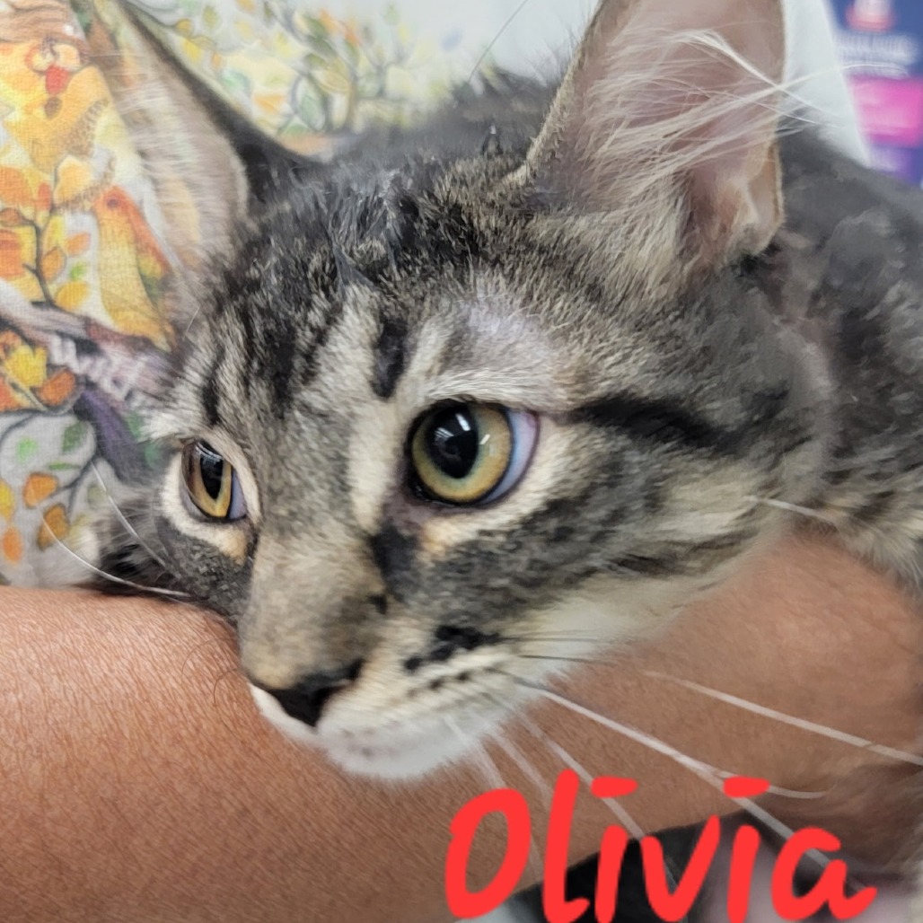 Olivia is available for adoption at Helotes Humane Society