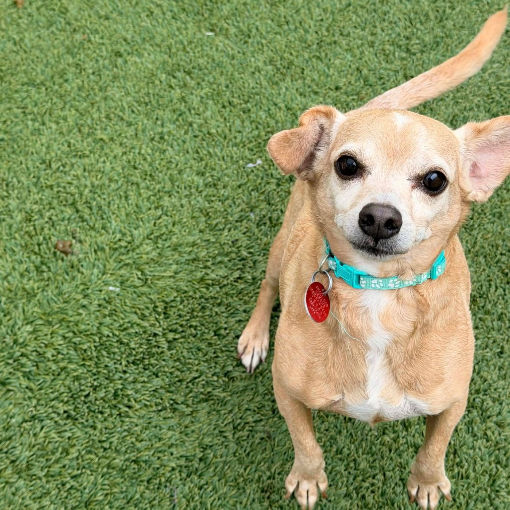 Bruno2 Bonded with Bailey