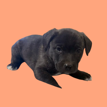 Tusc Stray 82965 2 3