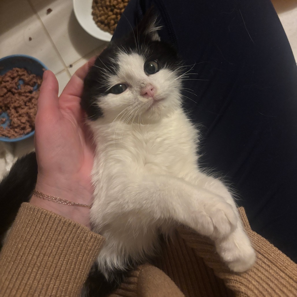 Felix — thumbnail 3