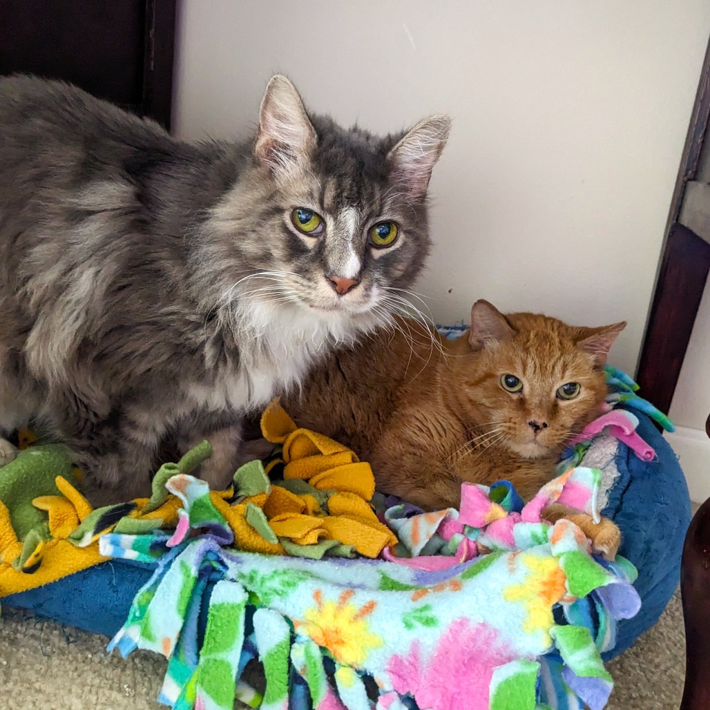 Sunflower — thumbnail 4