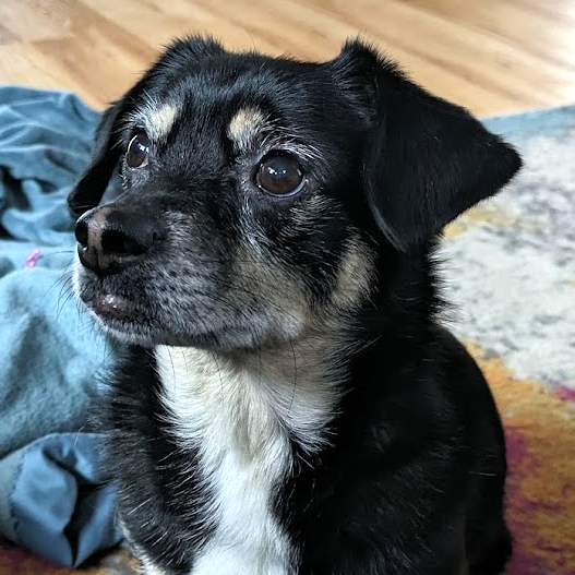 Roo