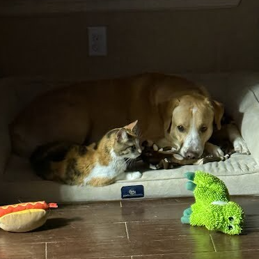 MCCOY - Retriever, Yellow Labrador / Mixed Breed (Large) available for adoption