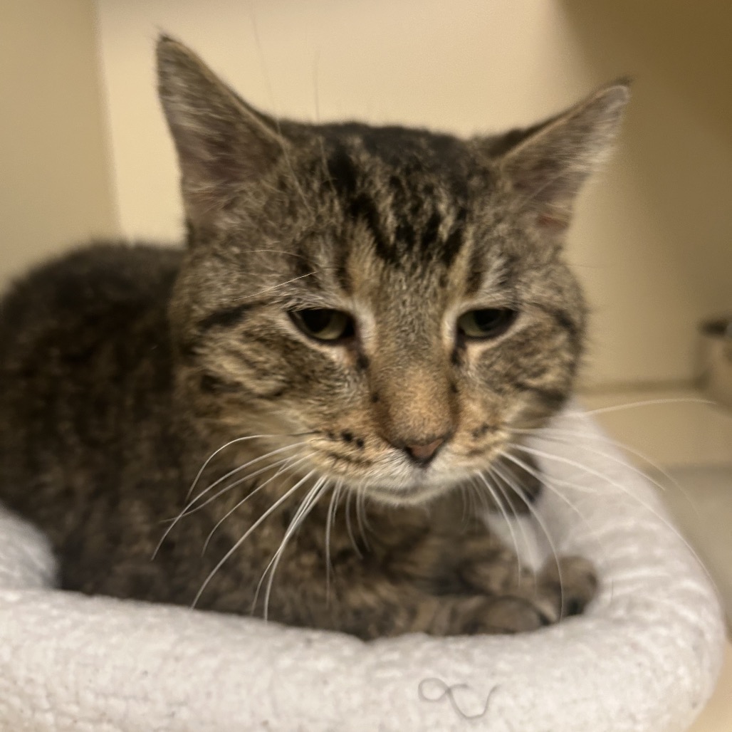 Norman — thumbnail 5