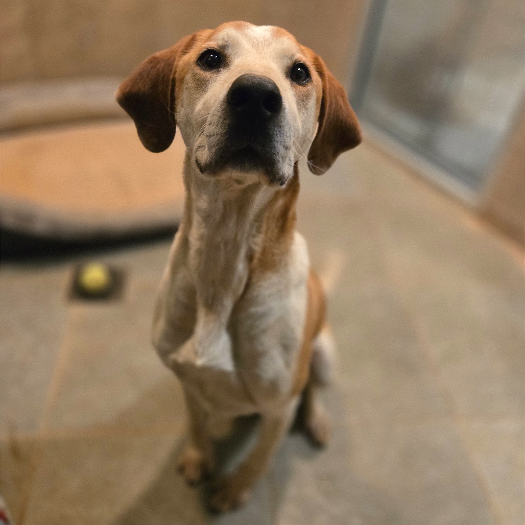 Rocco — thumbnail 10