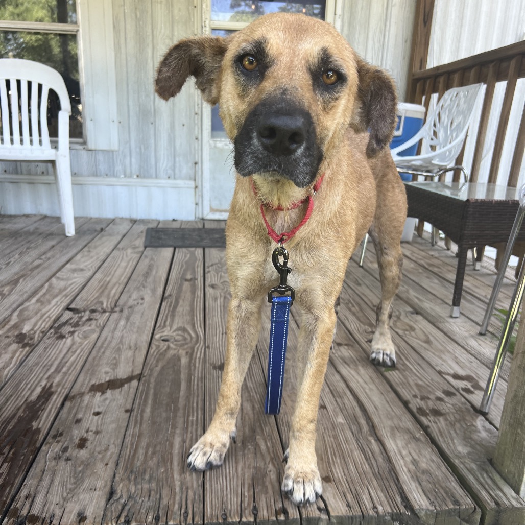 Hazel, photo 3
