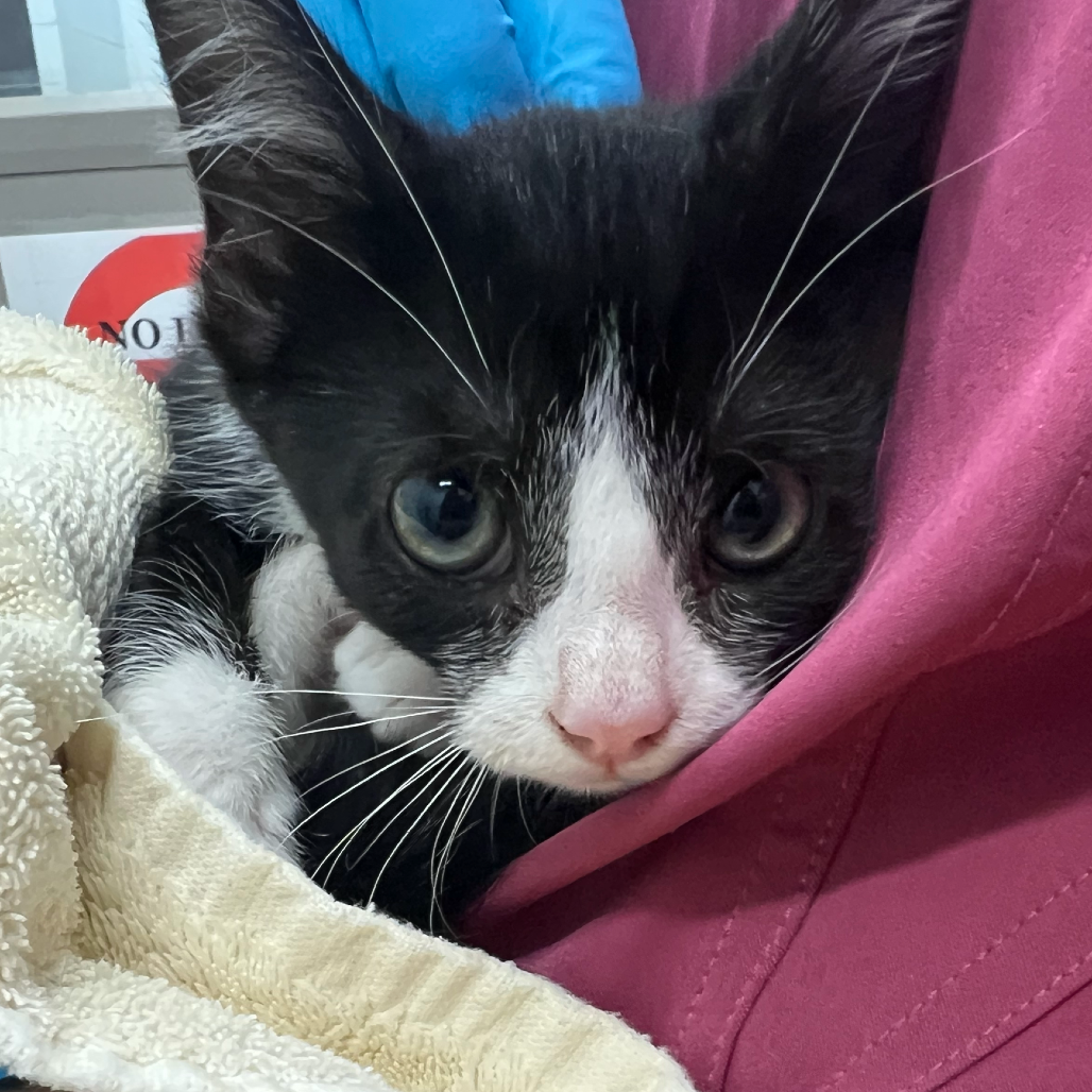 WONDERFUL (BONDED TO TERRIFIC) - Domestic Shorthair available for adoption