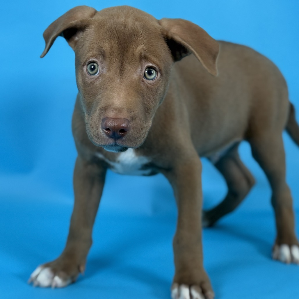 Chocolate Sprinkles — thumbnail 2