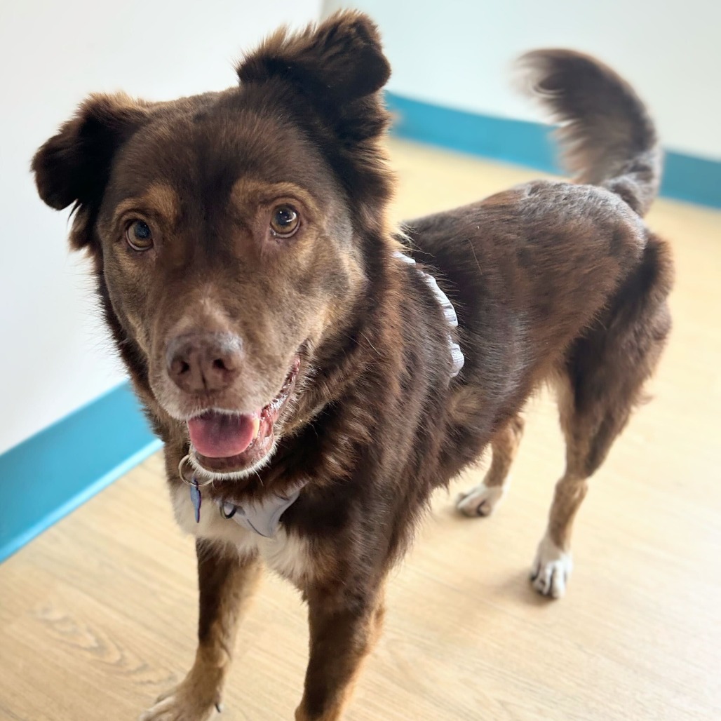 Princess Daisy 13855