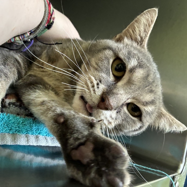 PERCIVAL - Domestic Shorthair for adoption in Dayton