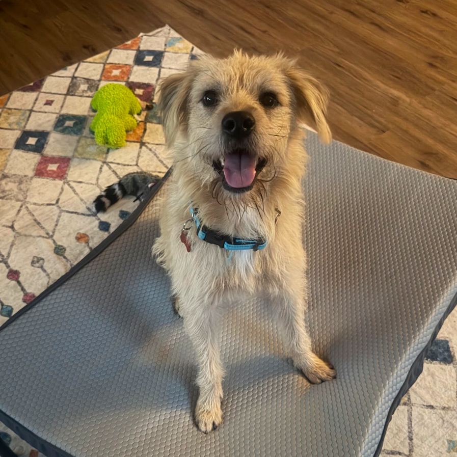 Baxter2, photo 7