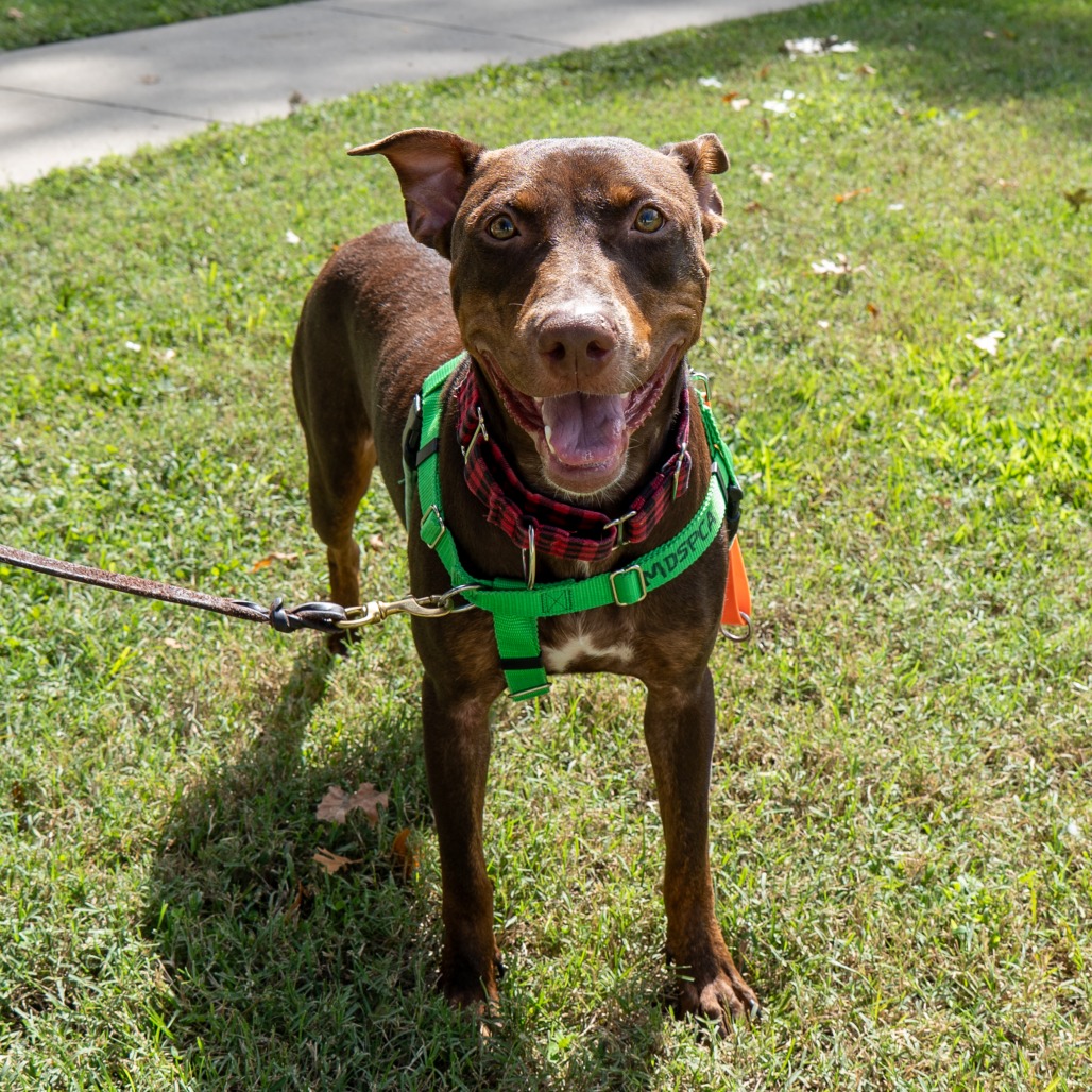 QUEEN CHARLOTTE - Pinscher, Doberman / Retriever, Labrador available for adoption