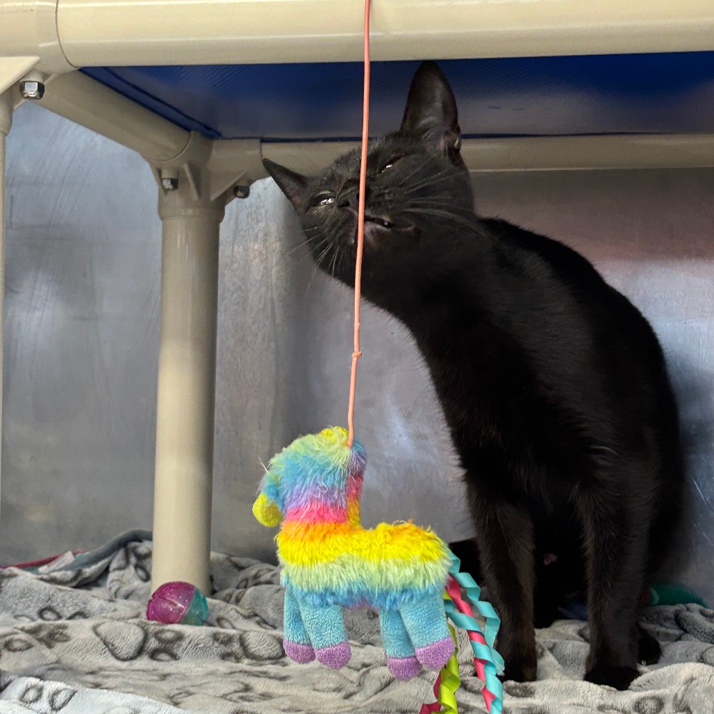 Boop — thumbnail 11