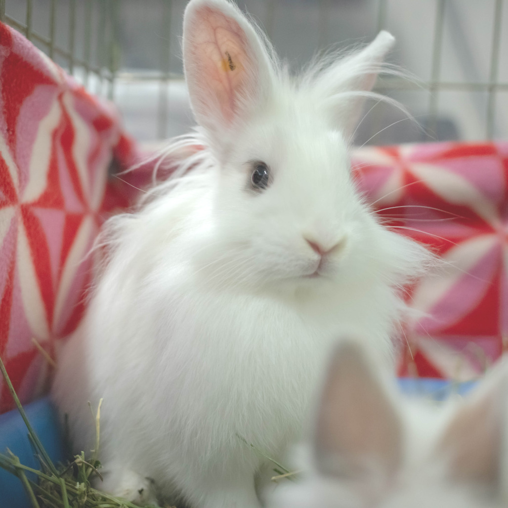 Penny (bonded to Chowder), photo 2