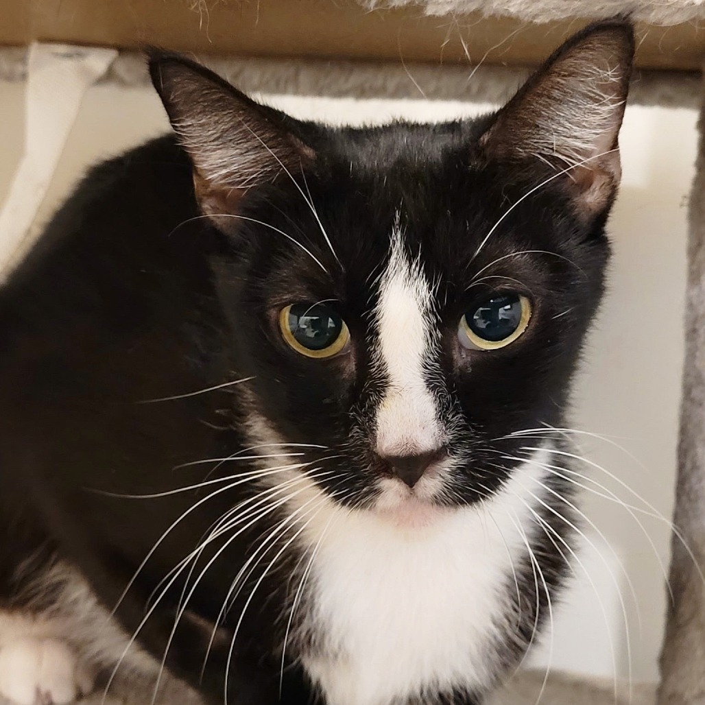 JACK-JACK - Domestic Shorthair available for adoption