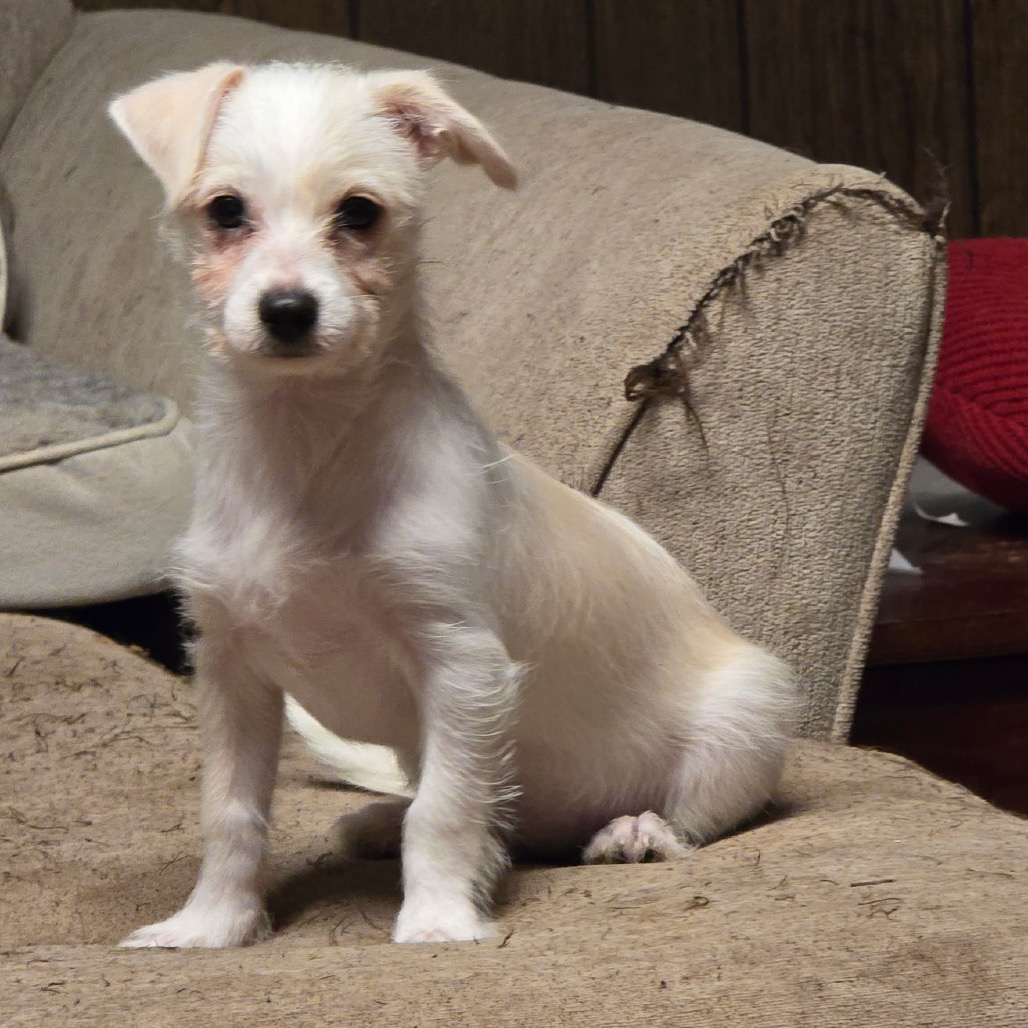 Grits, photo 7
