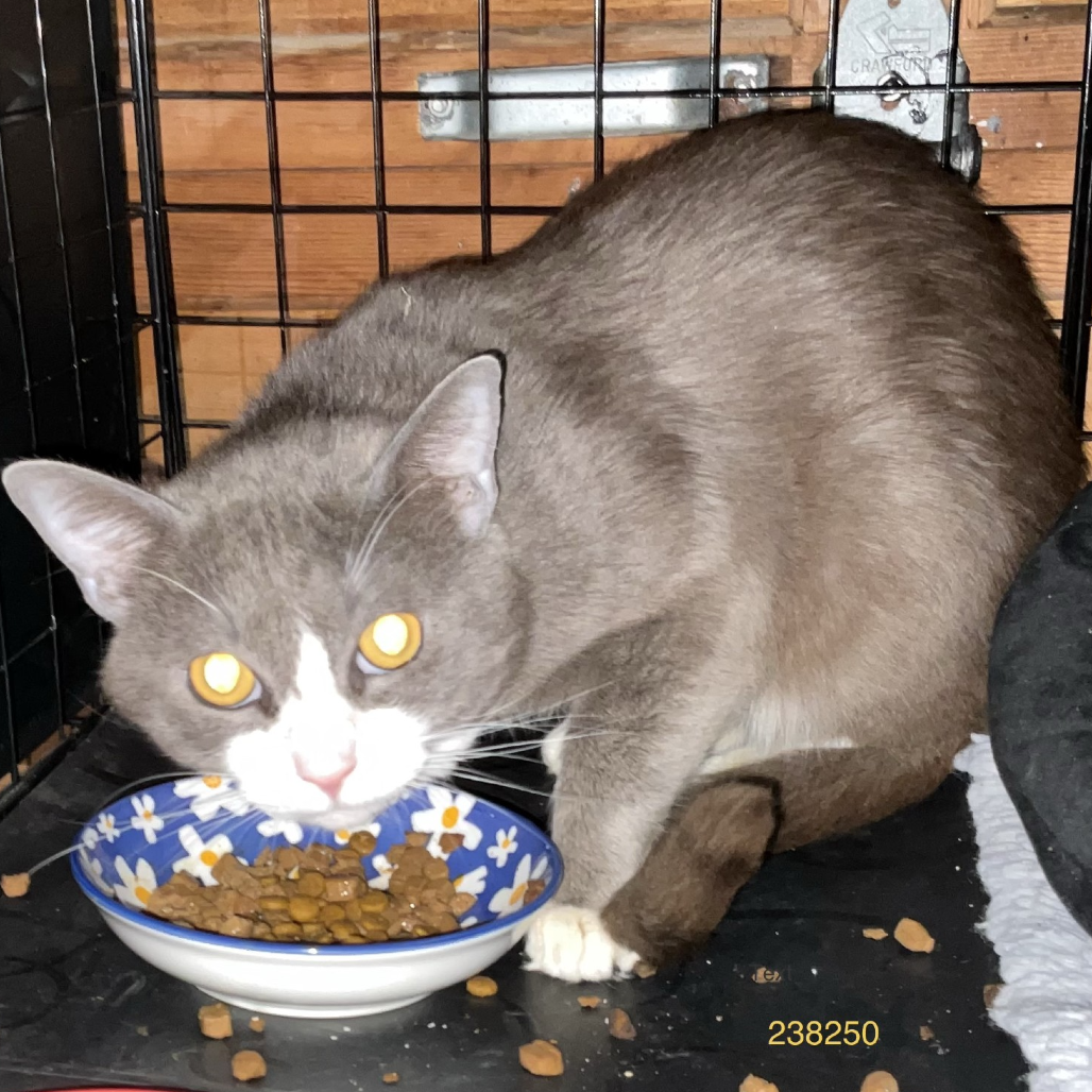 Photo of Sailor Cat Navasti