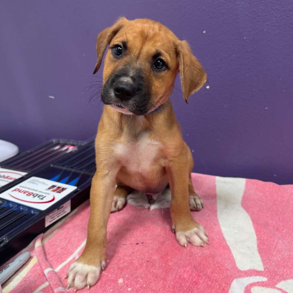 Mixed Breed