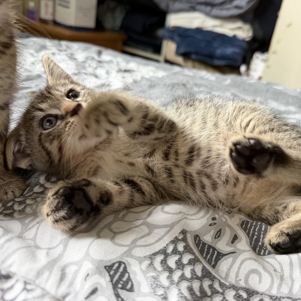 STUMPY - Manx available for adoption