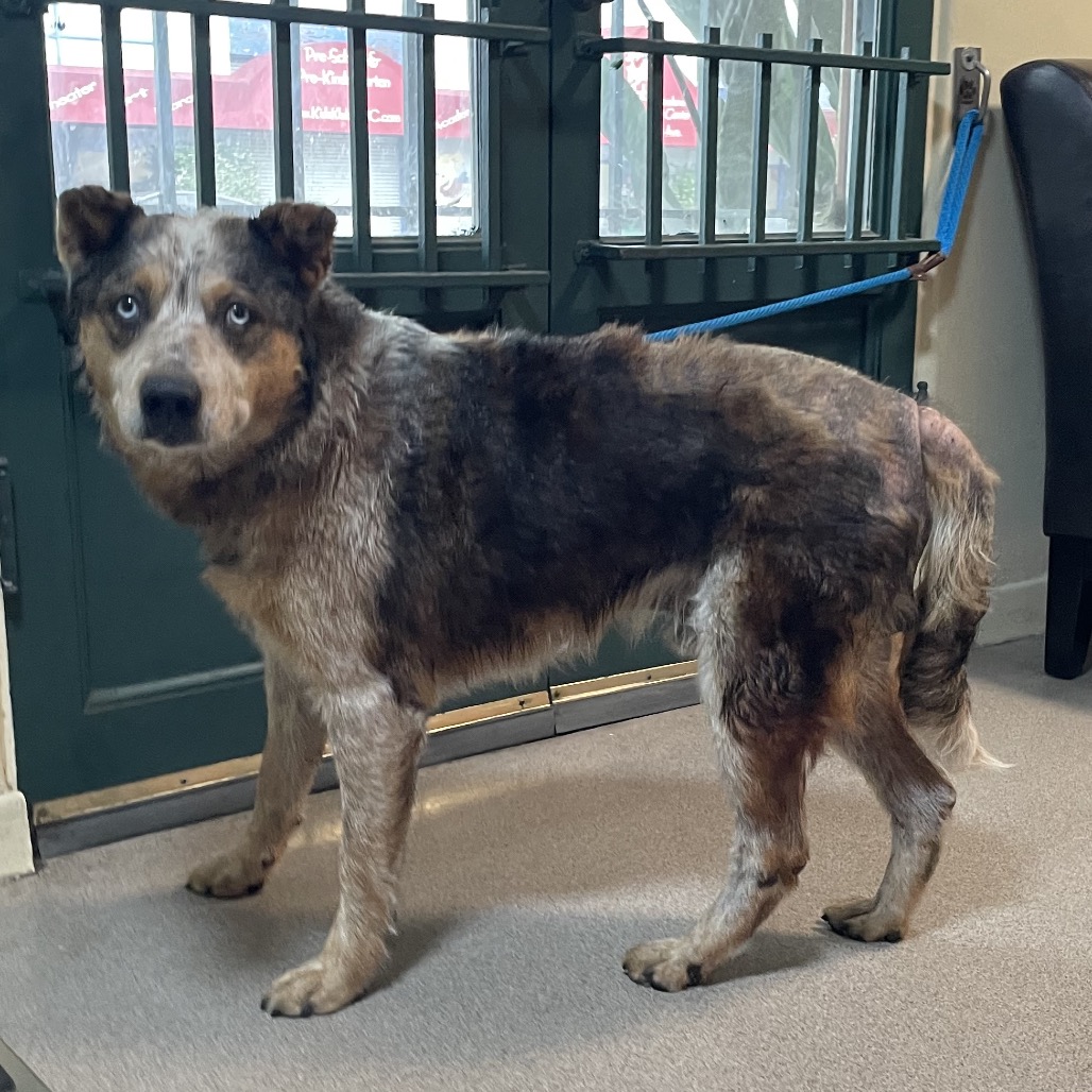 Australian Cattle Dog