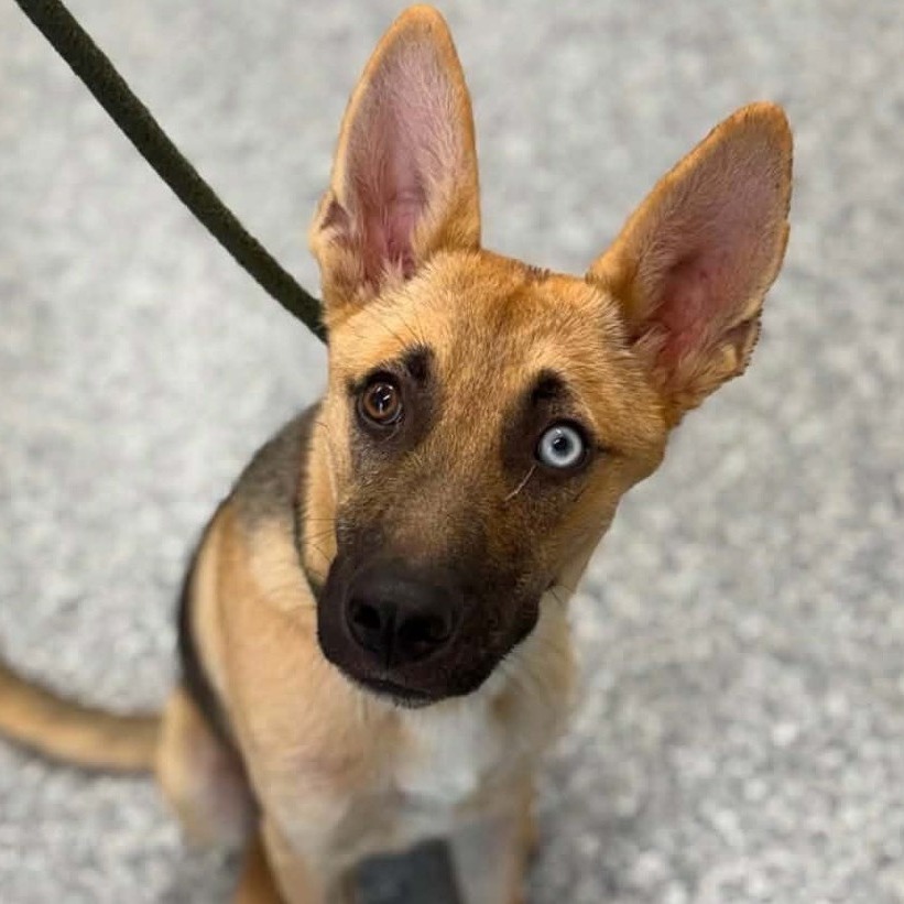 BOWIE - Shepherd / Husky available for adoption