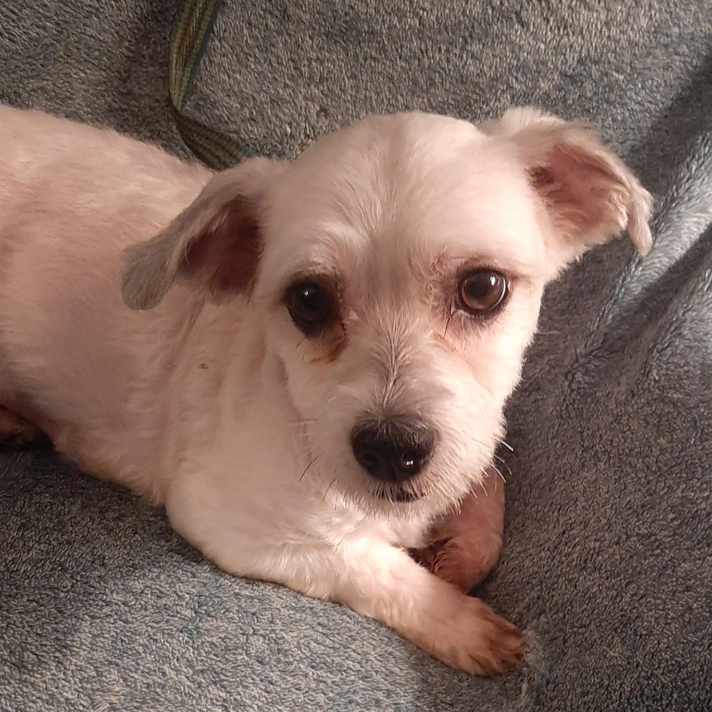 Lidia- $225 Adoption Fee!