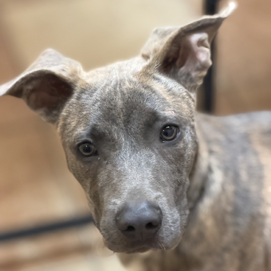 MAVERICK - Mixed Breed (Medium) for adoption in Midland
