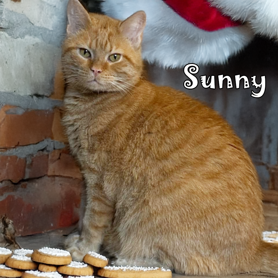Sunny (FeLV+), an adoptable cat
