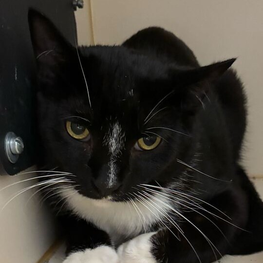 NAUTILUS - Domestic Shorthair available for adoption