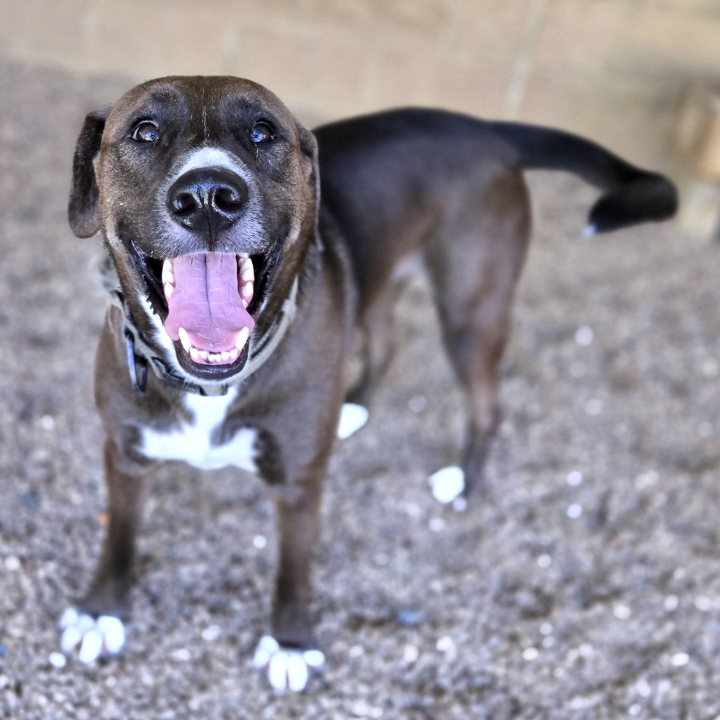 Brownie — thumbnail 4