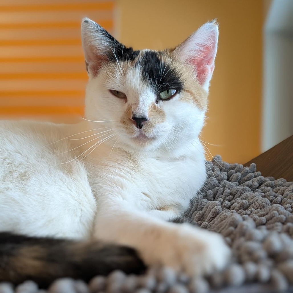 BUTTERSCOTCH - Domestic Shorthair available for adoption