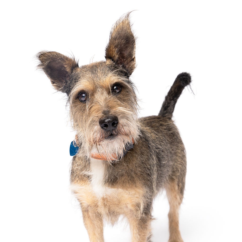 RINGO - Terrier / Schnauzer available for adoption