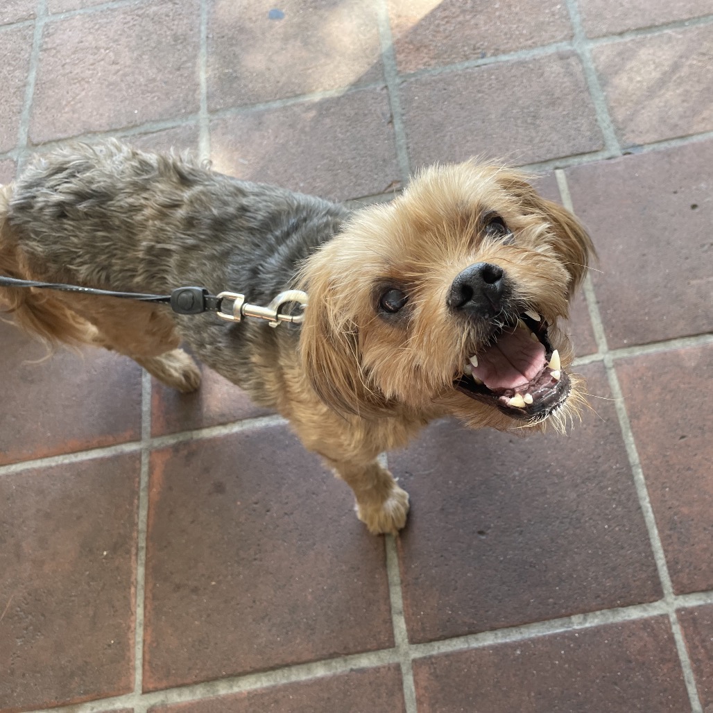 Chuey, photo 5
