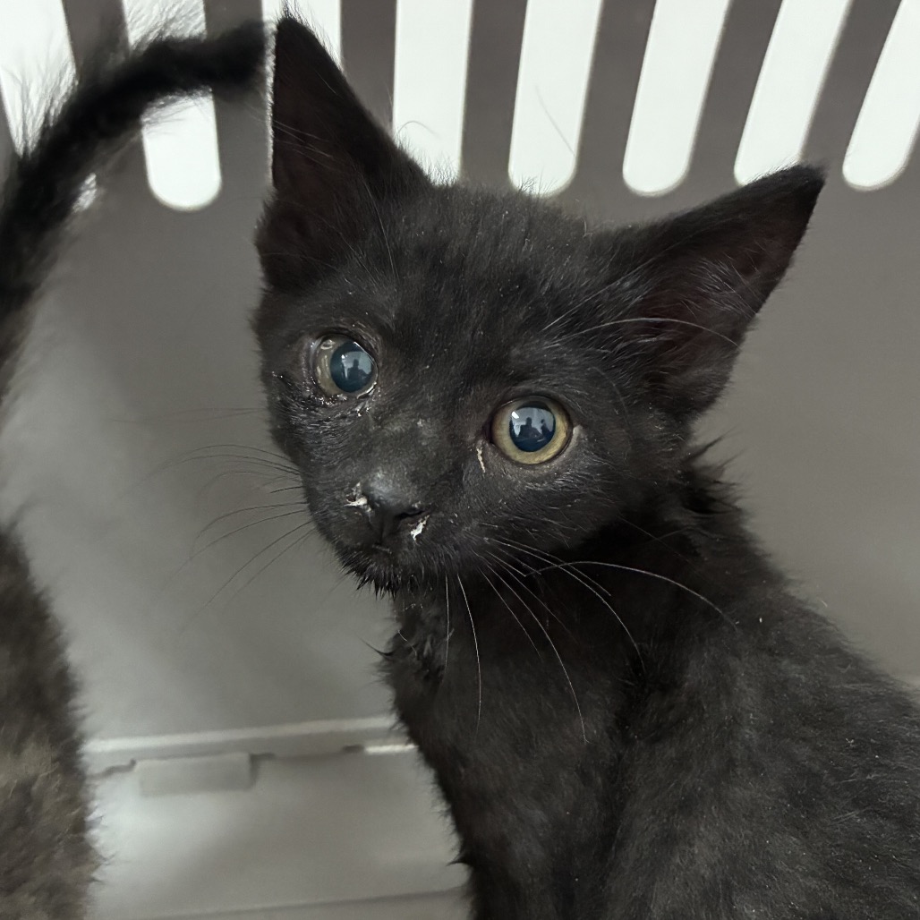 Val, available for adoption at PVAS
