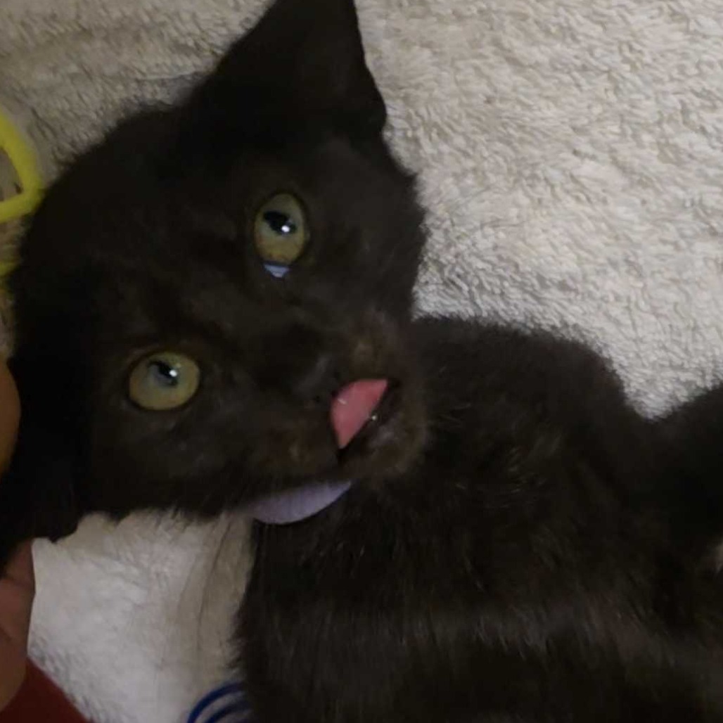 Daphne (purple collar) - Domestic Shorthair/Mix