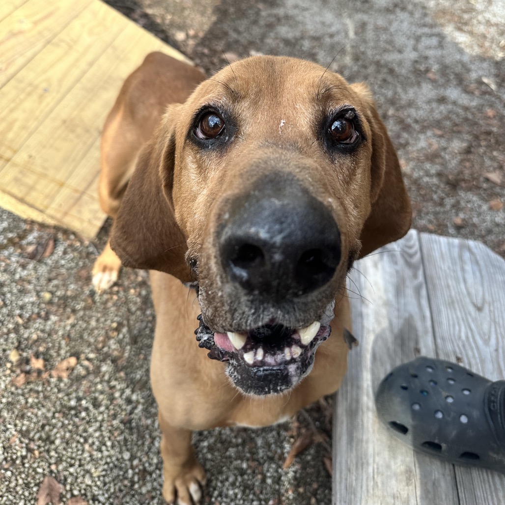 Duke The Hound — thumbnail 5