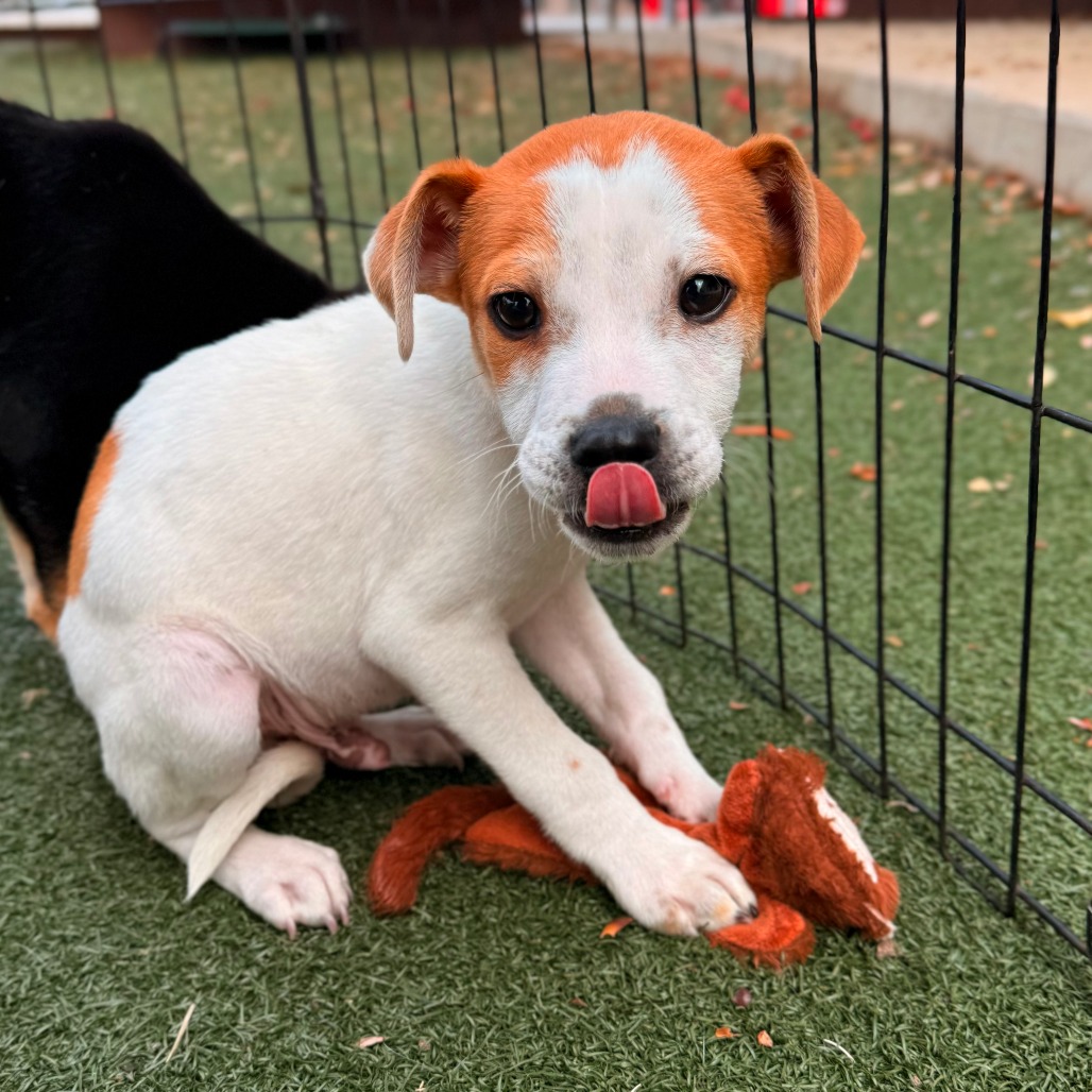 Crux — thumbnail 6