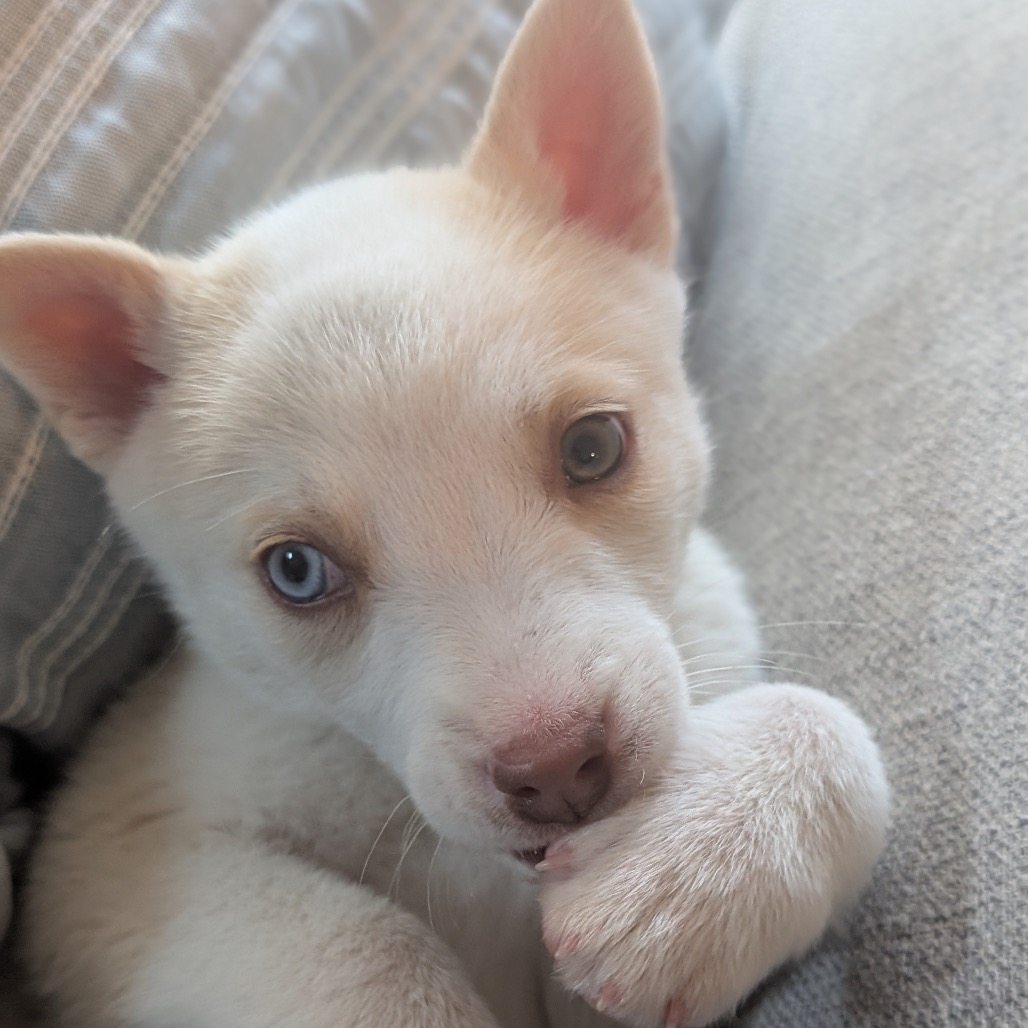 Golden — thumbnail 5