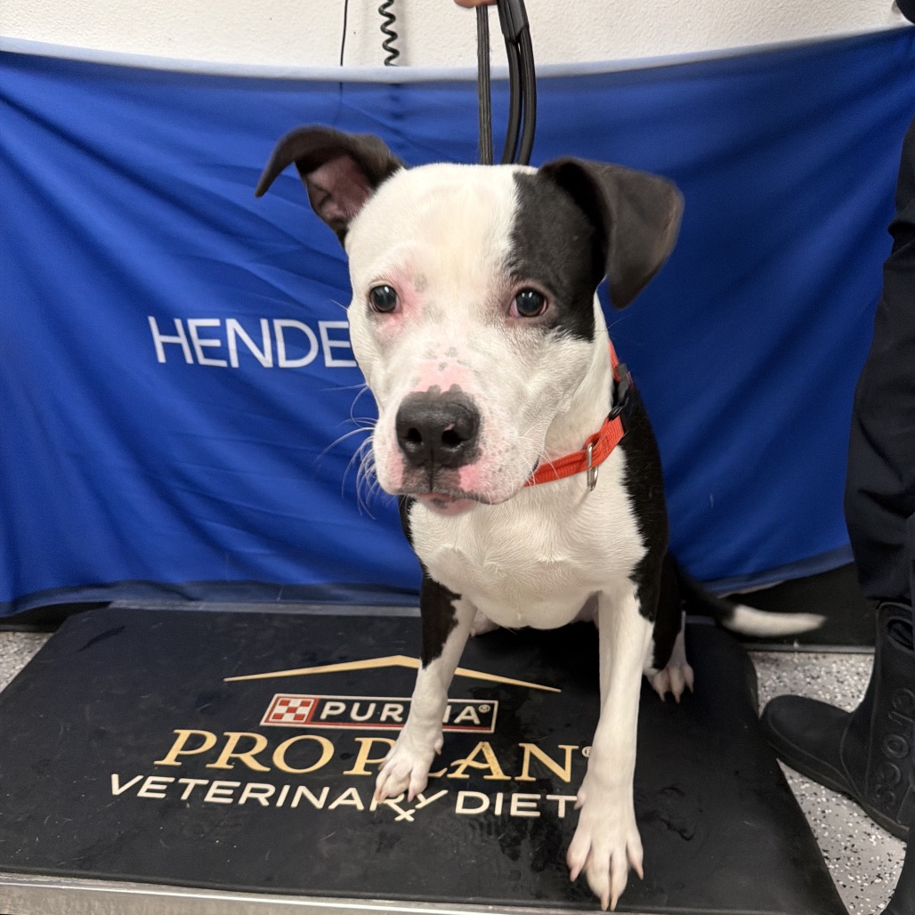DOYLE - Terrier, Pit Bull / Mix available for adoption