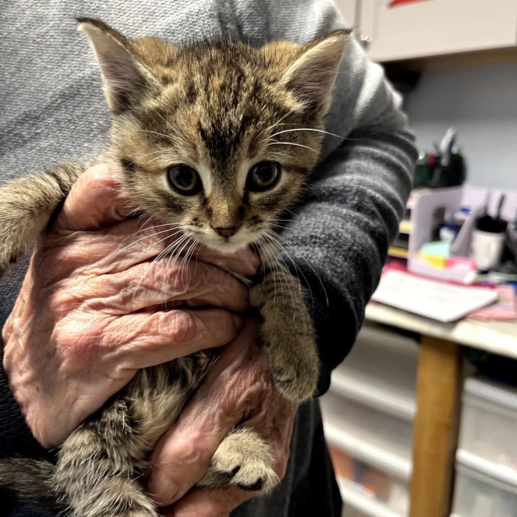 Cypress — thumbnail 4