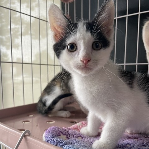 SPANKY - Domestic Shorthair available for adoption