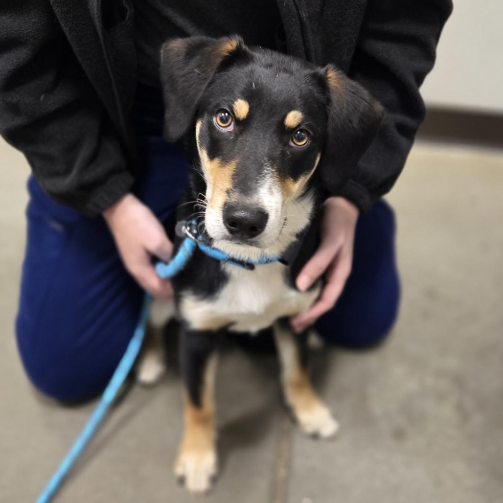 COWBOY - Mixed Breed (Medium) available for adoption
