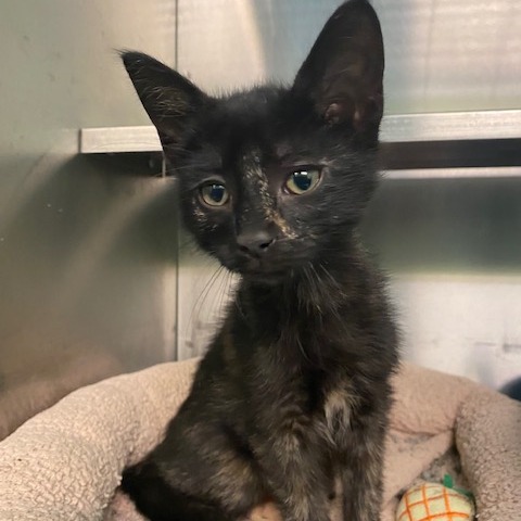 BUBBLES - Domestic Shorthair available for adoption