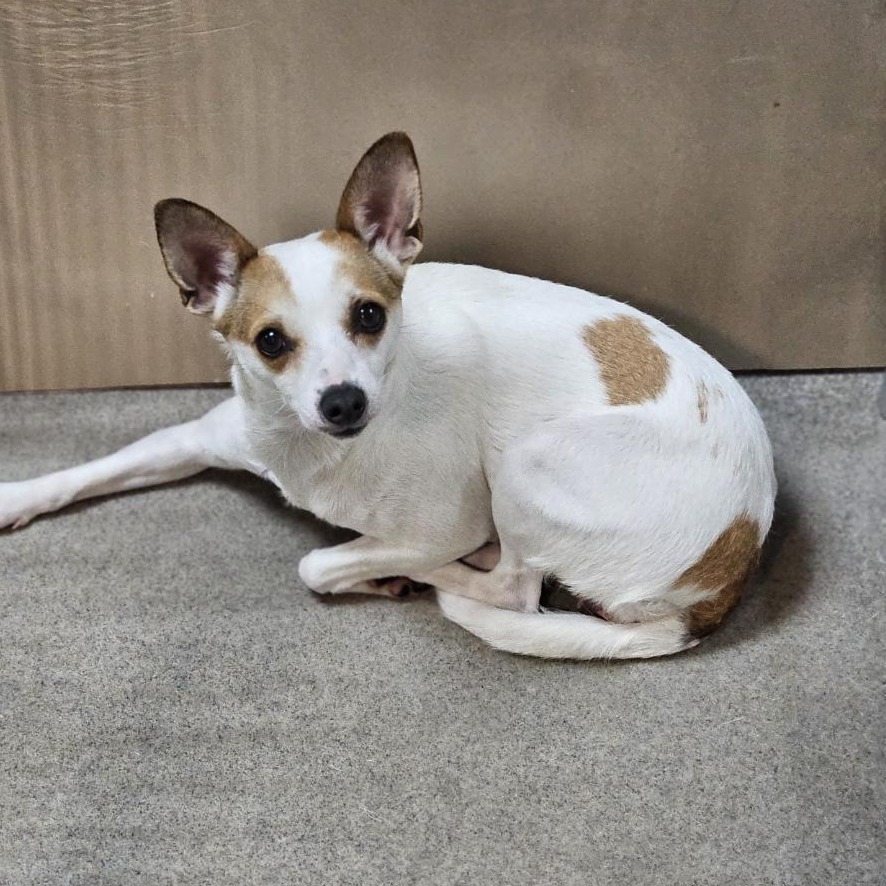Kennel#21(Bella)'s preview photo