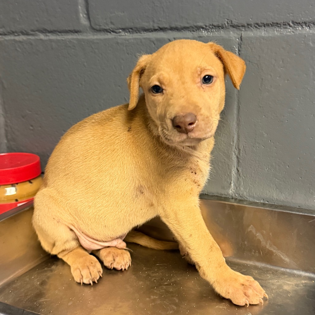 Tusc Stray 84732 2 3 4 5 6