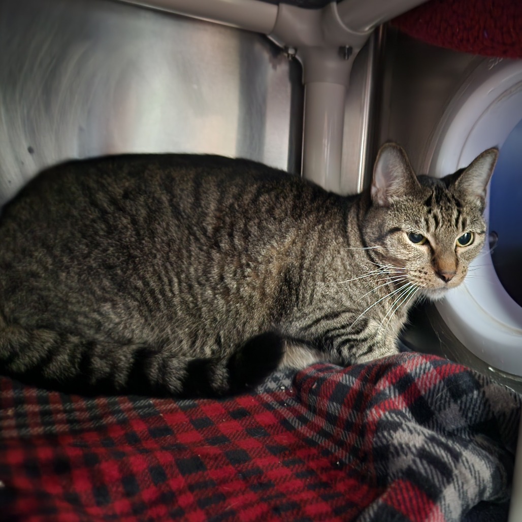 Remy, photo 2