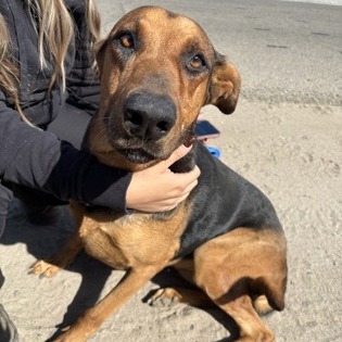 Zelda — thumbnail 3