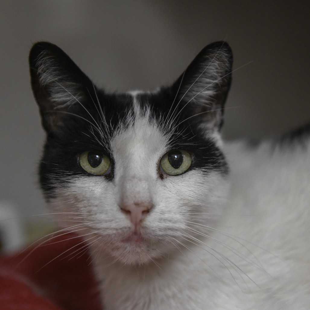 Leo - Domestic Shorthair