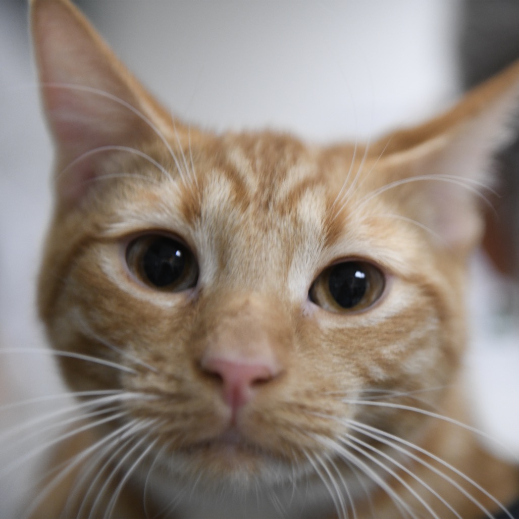 Nalu - Domestic Shorthair