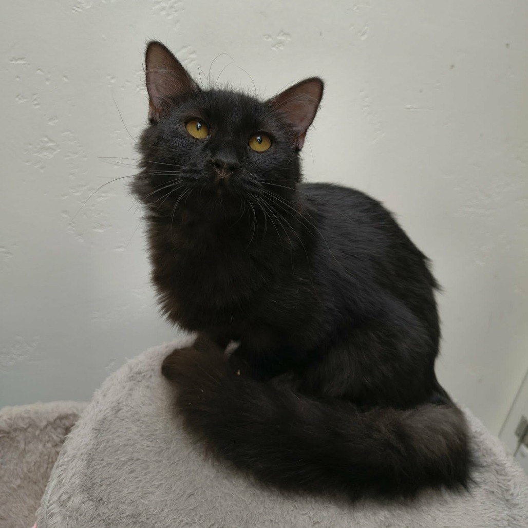 THACKERY BINX